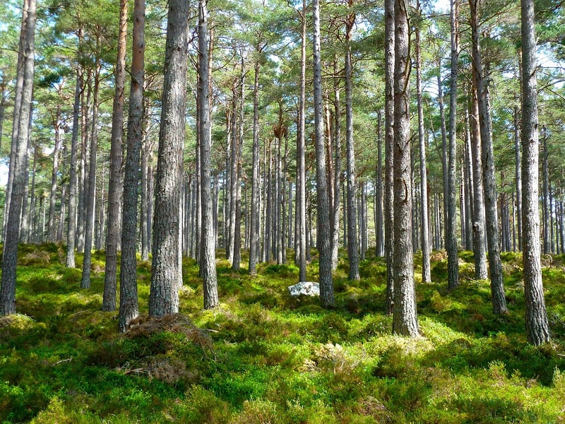 Eco-Friendly Lifestyle